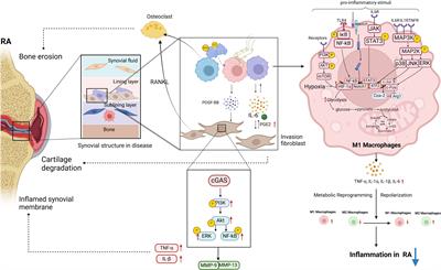 Macrophage polarization in rheumatoid arthritis: signaling pathways, metabolic reprogramming, and crosstalk with synovial fibroblasts
